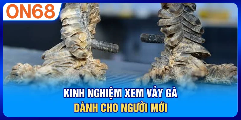Kinh nghiệm xem vảy gà dành cho người mới