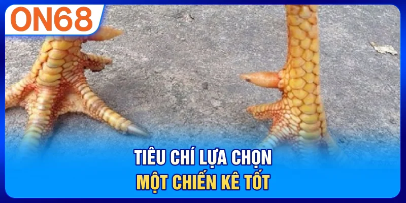 Tiêu chí lựa chọn một chiến kê tốt